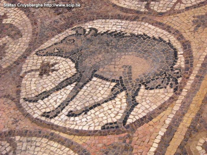 Petra - Mosaic of pig  Stefan Cruysberghs
